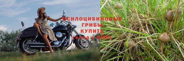 прущие грибы Осинники